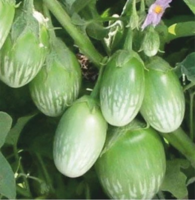 HY. BRINJAL  TOKI - TOKI